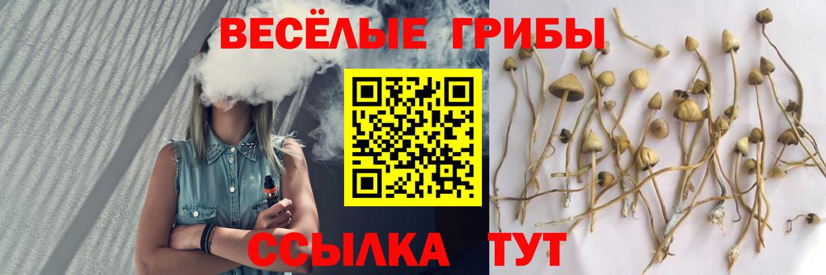 Галлюциногенные грибы Psilocybe Павловский Посад